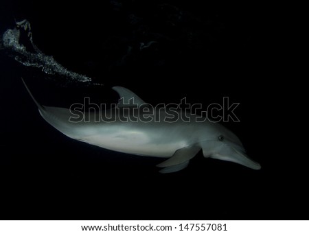 Young Atlantic Spotted Dolphin Hunting at Night