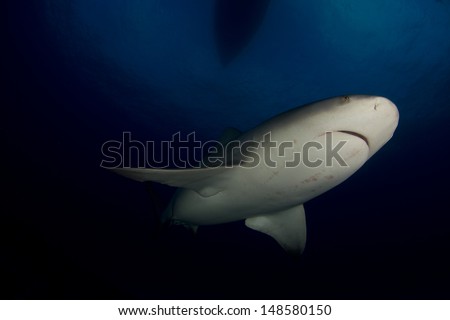 Bull Sharks in the Bahamas