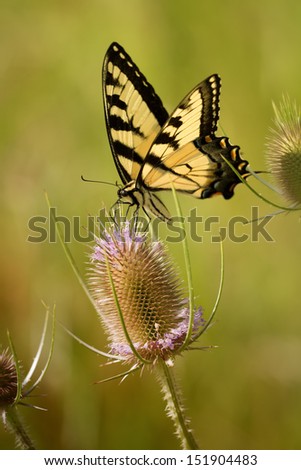Eastern Tiger Swallowtail Butterfly on Teazel