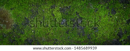 Moss texture. Moss background. Green moss on grunge texture, background., Stock image