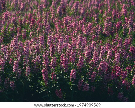 Angelonia Serenita Pink, in garden. Semi-tropical plant magnet to butterflies, hummingbirds, bees. Other common names: Summer Snapdragon, Angel Flower, Narrow-leaved Angelon, Angelonia, Summer Orchid. Foto d'archivio © 