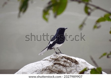 Image, Stock Photo Oriental magpie robin Painted with white ink and crayon on black paper