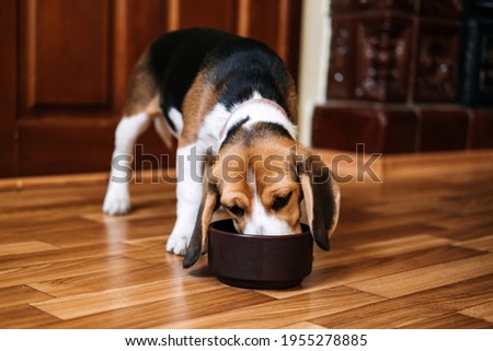 Beagle Feeding. Beagle puppy eating dog dry food from a bowl at home. Beagle Eat, Adult and Puppy Feeding Chart