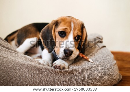 Dog Snack Chewing Sticks for puppies. Beagle puppy eating Dog Snack Chewing Sticks at home. Beagle Eat, Dog Treats for Beagles