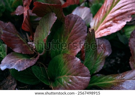 Similar – Foto Bild Nahaufnahme von bergenia crassifolia blühend im Frühling Garten