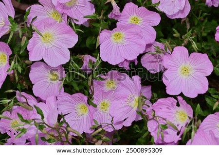 Similar – Image, Stock Photo Flowers in the evening sun