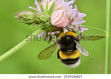Similar – Image, Stock Photo Dead bee in spider web between lavender flowers