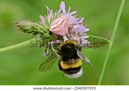 Similar – Image, Stock Photo Dead bee in spider web between lavender flowers
