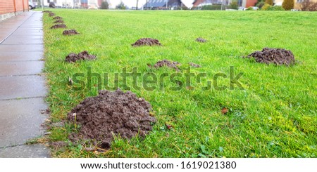 Similar – Image, Stock Photo Mole heap in a meadow