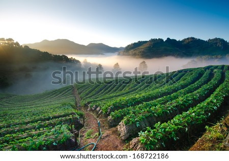 strawberry field Thailand in early morning sunshine in Winter with mist