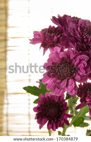 Purple chrysanthemums flower with bamboo curtain