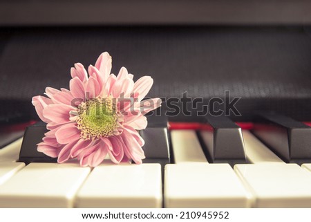 Vintage chrysanthemum on piano keyboard, abstract for background.