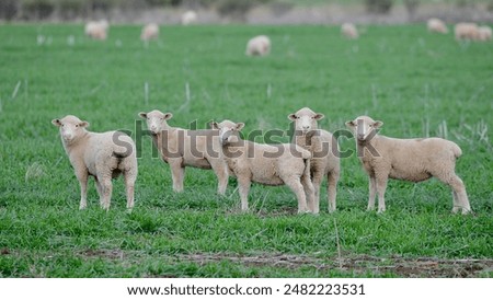 Similar – Image, Stock Photo A flock of sheep in the heath