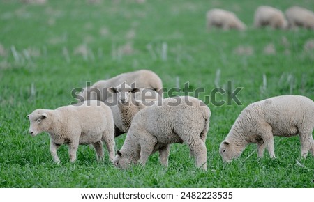 Similar – Image, Stock Photo A flock of sheep in the heath