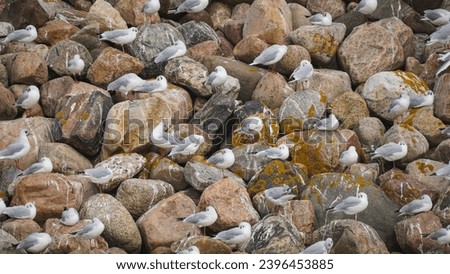 Similar – Image, Stock Photo Wadden Sea Environment