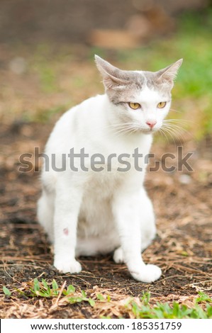 Cute white cat  in the garden