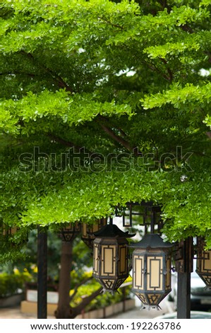 Chinese Lantern on tree