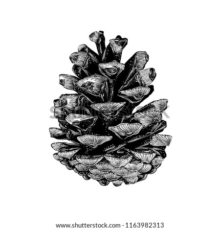 Hand drawn sketch of pinecone in black isolated on white background.