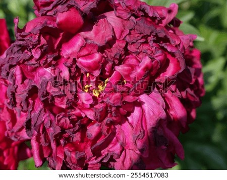 Similar – Image, Stock Photo Pink Decay pink background