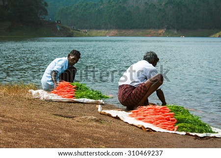 MUNNAR, KERALA, INDIA - 08 JAN 2015: Local people wash carrots on the lakeside Kundala Dam Lake  in Munnar, January 8, 2015. Fresh vegetables on sale on the way to Top Station.