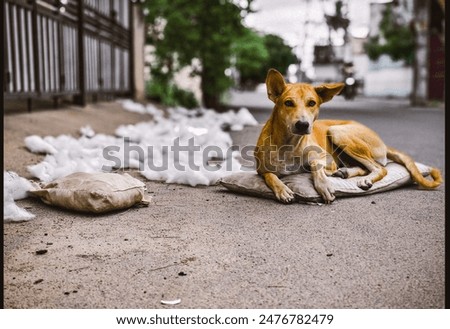 Similar – Image, Stock Photo Abandoned happiness on the roadside