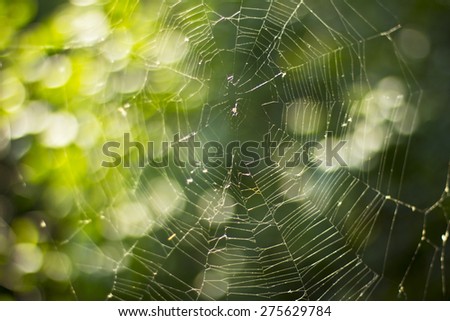 Cobweb on the background of bright green trees.Cobweb. Nature. Green trees. summer