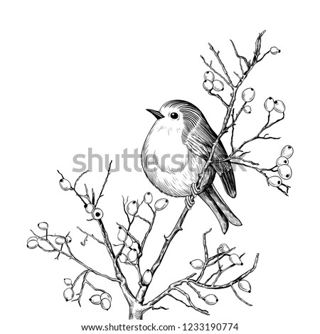 Download European Robin American Robin Clip Art Christmas Robin Clipart Stunning Free Transparent Png Clipart Images Free Download 3D SVG Files Ideas | SVG, Paper Crafts, SVG File