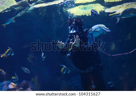 Diver swimming in a wetsuit with a small ocean fish in the water