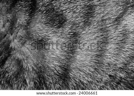 fur speckled background with skin of domestic cat