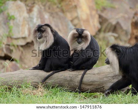 Two lion-tailed macaque sitting on the trunk