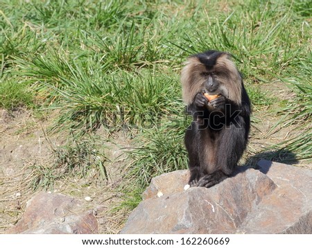 Lion-tailed macaque sitting on the rock and eating fruits