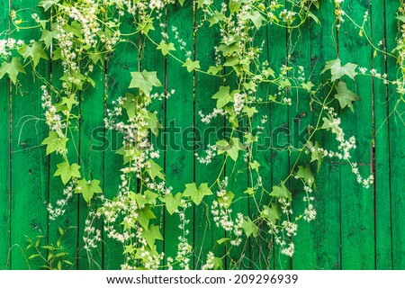 Green wooden fence and hanging plant with leaves and small flowers