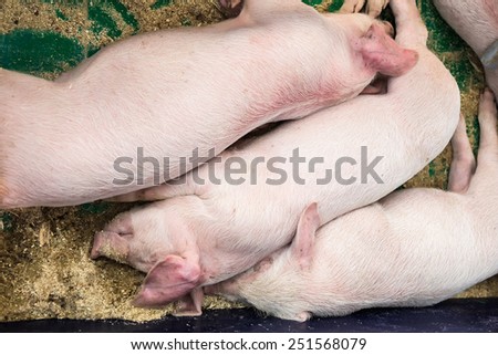 Sleeping pigs on farm. Farmland beasts industry