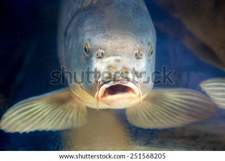 Carp fish in aquarium or reservoir ubder water on  fish farm