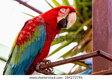 Red Macaw or Ara cockatoos parrot siting on metal perch in zoo