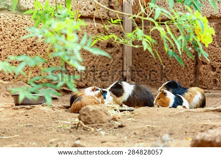 Guinea pigs family or hamsters eating on the ground in zoo