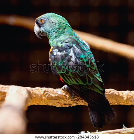 Blue and green parrot siting on wooden perch in zoo