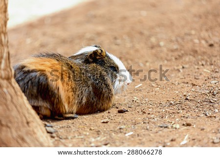 Guinea pig or hamster on the ground near tree