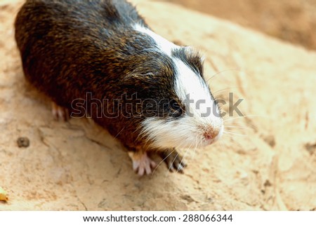 Guinea pig or hamster on stone