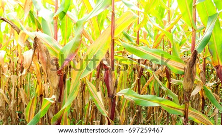 Similar – Image, Stock Photo node Economy Agriculture