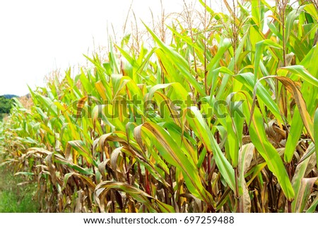 Similar – Image, Stock Photo node Economy Agriculture