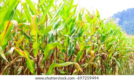 Similar – Image, Stock Photo node Economy Agriculture