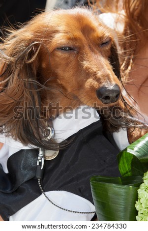 a long-haired dachshund dressed in costume