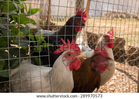 Hens walking on rural yard in a hens house