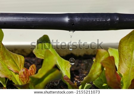 Drip Irrigation System Close Up. Water saving drip irrigation system being used in a organic salad garden.  Сток-фото © 