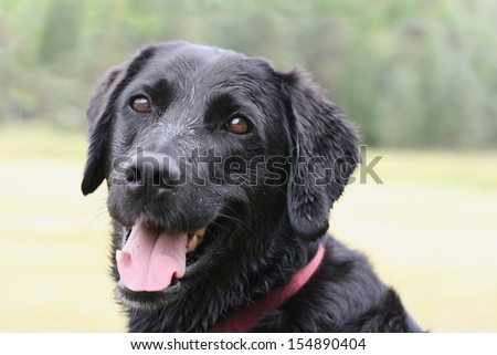 Portrait of a black dog with tongue panting looking at the camera