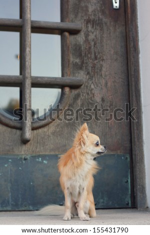 A small dog sitting and waiting for his owner in front of an large old wooden house doors