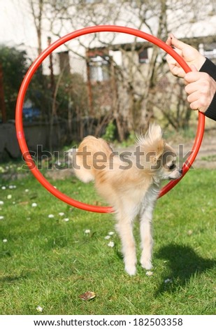 Dog clicker or magazine training with positive reinforcement, chihuahua jumping through agility ring