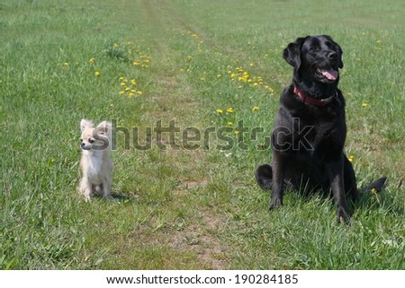 Small and big (black and white) dog on bad terms after an argument, each looking the other way, green background on sunny day