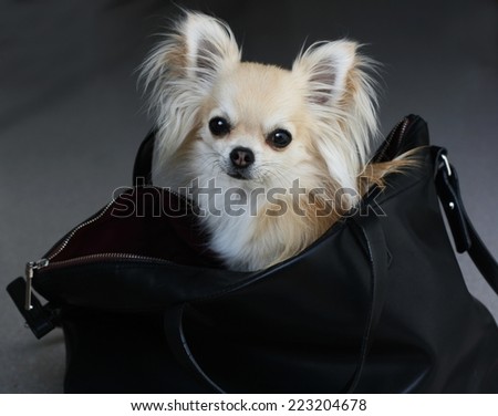 Fancy fashion chihuahua waiting for shopping in a black faux leather bag